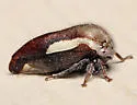 Ophiderma flavicephala - photo 4