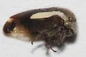 Ophiderma flavicephala - photo 5