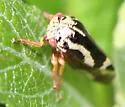 Ophiderma flavum