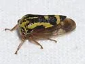 Ophiderma flavum - photo 2