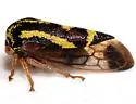 Ophiderma flavum - photo 3