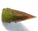 Ophiderma flavum - photo 4