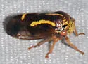 Ophiderma flavum - photo 5