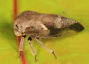 Ophiderma griseum
