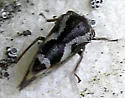 Ophiderma griseum - photo 2