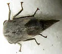 Ophiderma griseum - photo 3
