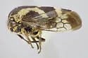 Ophiderma griseum - photo 5