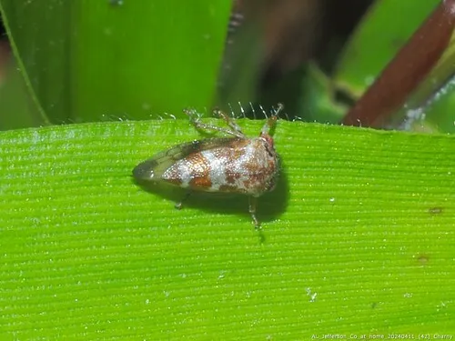 Ophiderma infantile