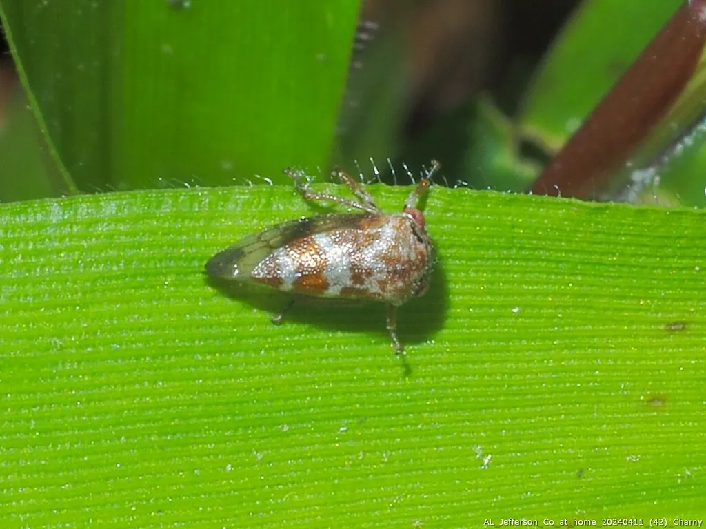 Ophiderma infantile - photo 2