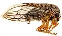 Ophiderma pallidum
