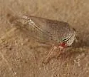 Ophiderma pallidum - photo 3