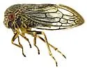 Ophiderma pallidum - photo 4