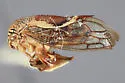 Ophiderma panda