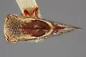 Ophiderma panda - photo 2