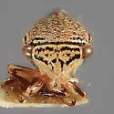 Ophiderma panda - photo 3
