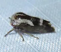 Ophiderma pubescens