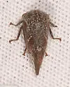 Ophiderma pubescens - photo 2