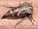 Ophiderma pubescens - photo 3