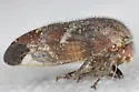 Ophiderma pubescens - photo 4