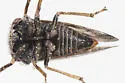 Ophiderma pubescens - photo 5