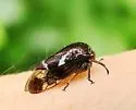Ophiderma salamandra