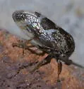 Ophiderma salamandra - photo 2