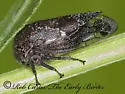 Ophiderma salamandra - photo 3