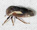 Ophiderma stonei - photo 2