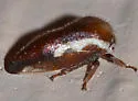 Ophiderma stonei - photo 3