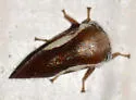 Ophiderma stonei - photo 4