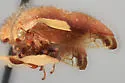 Ophiderma stonei - photo 5