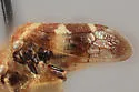Ophiderma tricinctum