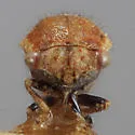Ophiderma tricinctum - photo 3