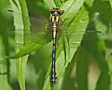 Extra-striped Snaketail