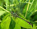 Extra-striped Snaketail - photo 4