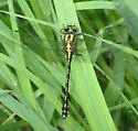 Extra-striped Snaketail - photo 5