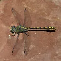 Arizona Snaketail - photo 2