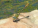 Arizona Snaketail - photo 3