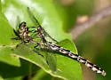 Brook Snaketail - photo 5