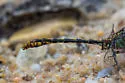 Southern Snaketail - photo 4