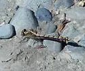 Bison Snaketail - photo 2