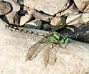 Riffle Snaketail