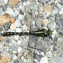 Riffle Snaketail - photo 2
