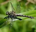 Riffle Snaketail - photo 4