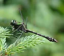 Boreal Snaketail