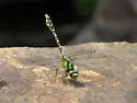Boreal Snaketail - photo 2