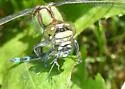 Boreal Snaketail - photo 3
