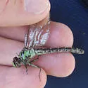 Boreal Snaketail - photo 4