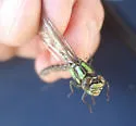 Boreal Snaketail - photo 5