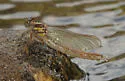 Edmund's Snaketail - photo 4